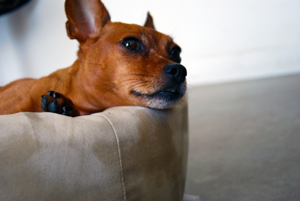 lola-12.jpg