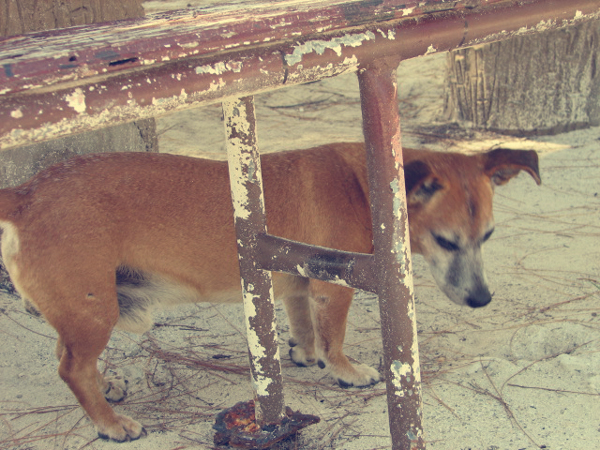 stray-15.jpg