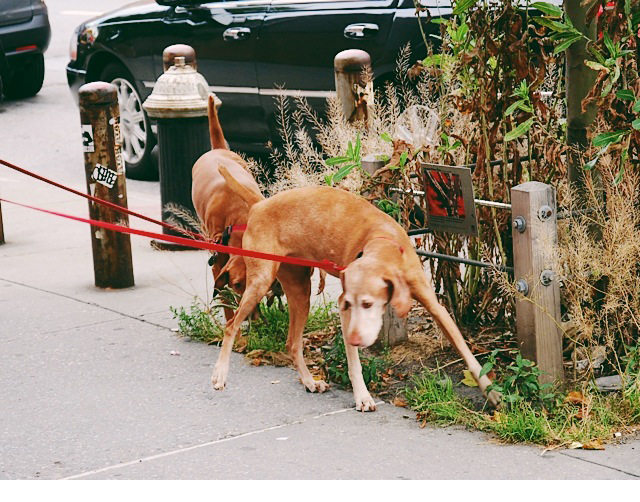 nyc06.png