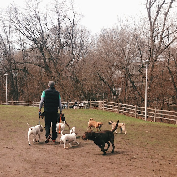 Park Visit with Tug and The Pack
