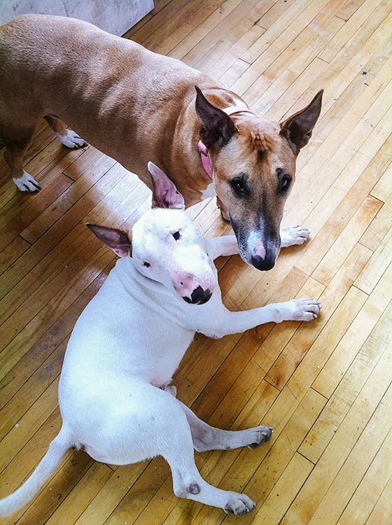 boo-bullterrier2.jpg