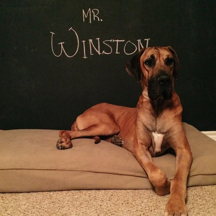 Winston's Story