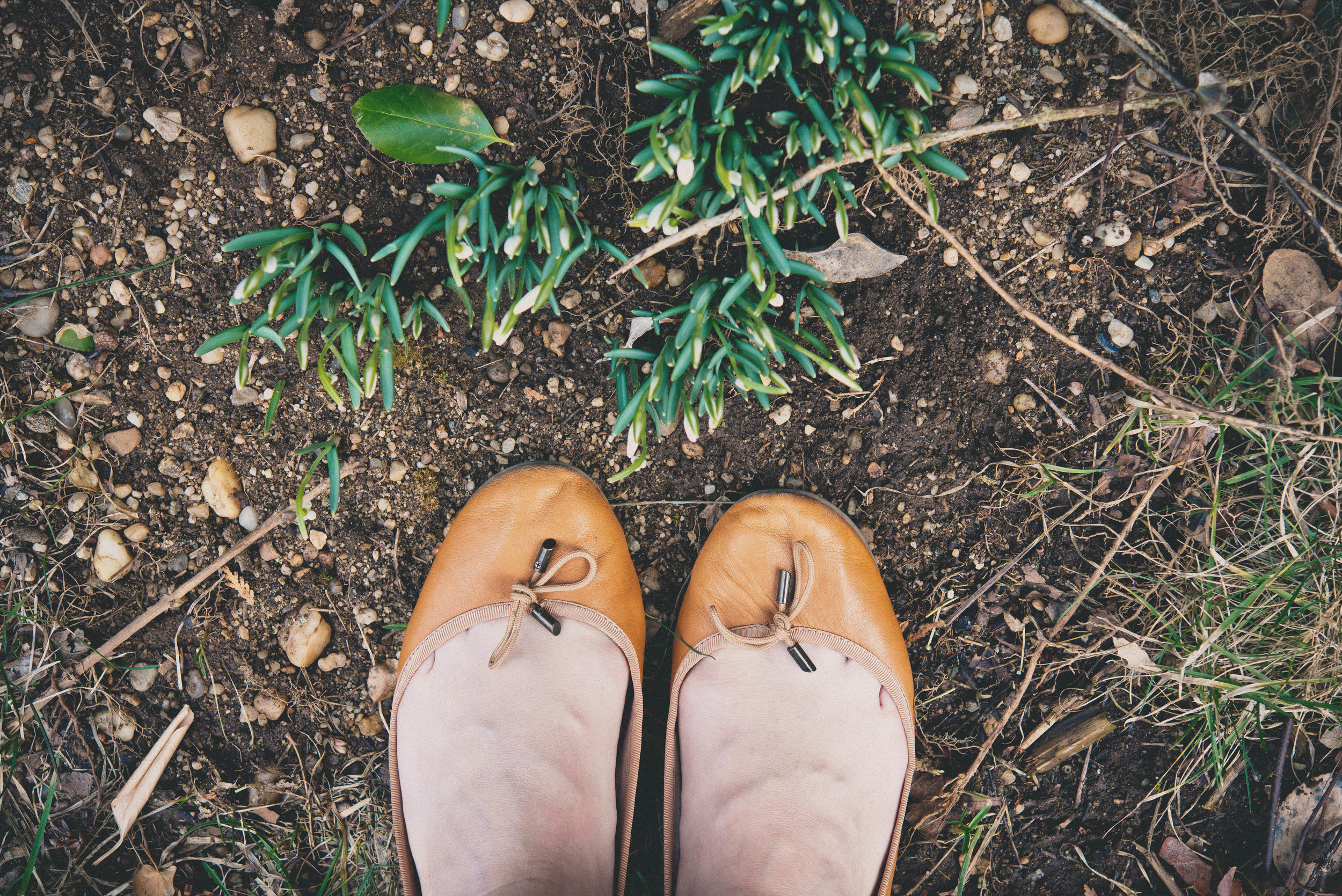 Flats and blooming bulbs! Spring is coming!