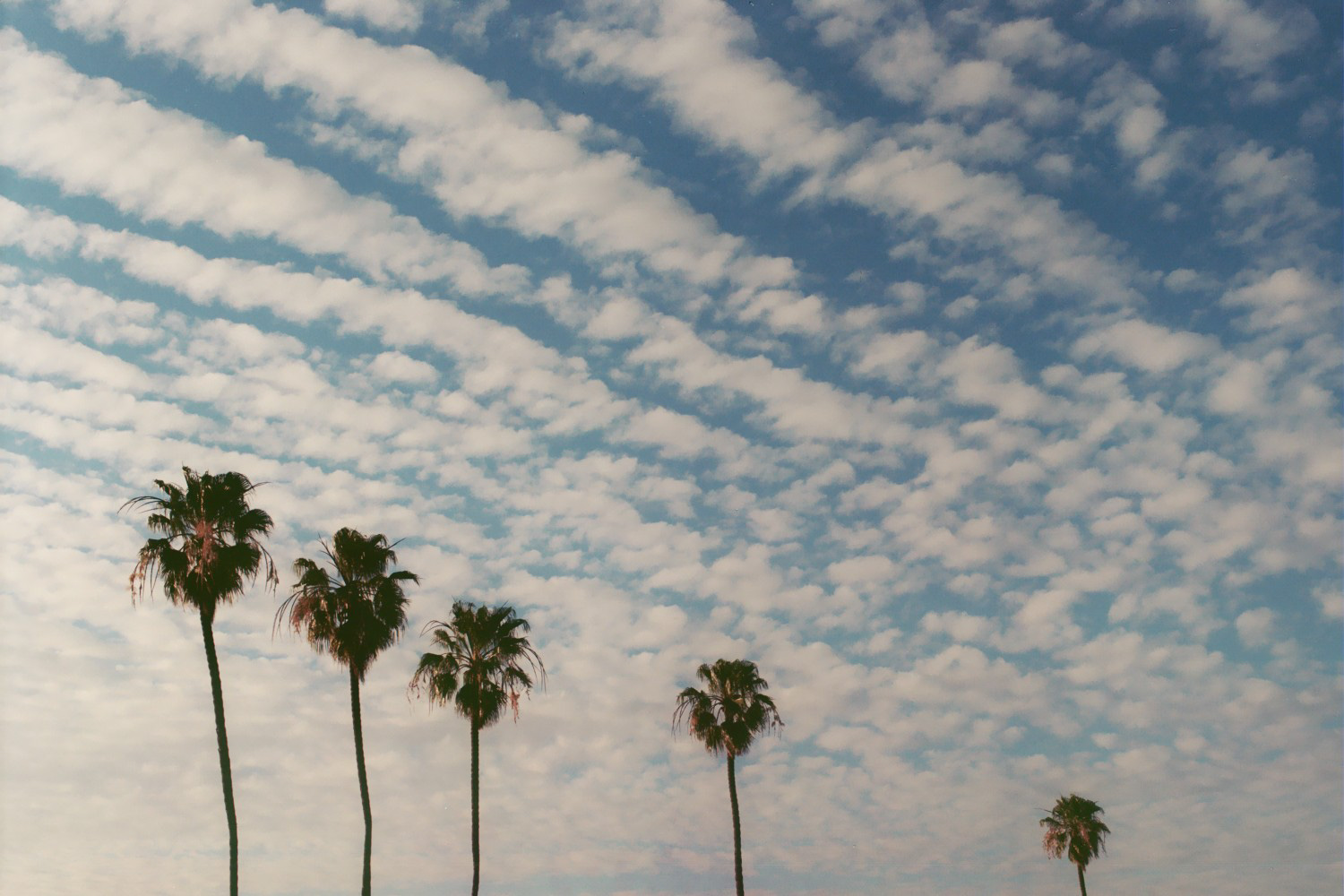 Taken in Costa Mesa with a Yashica FX-2 in 2009.