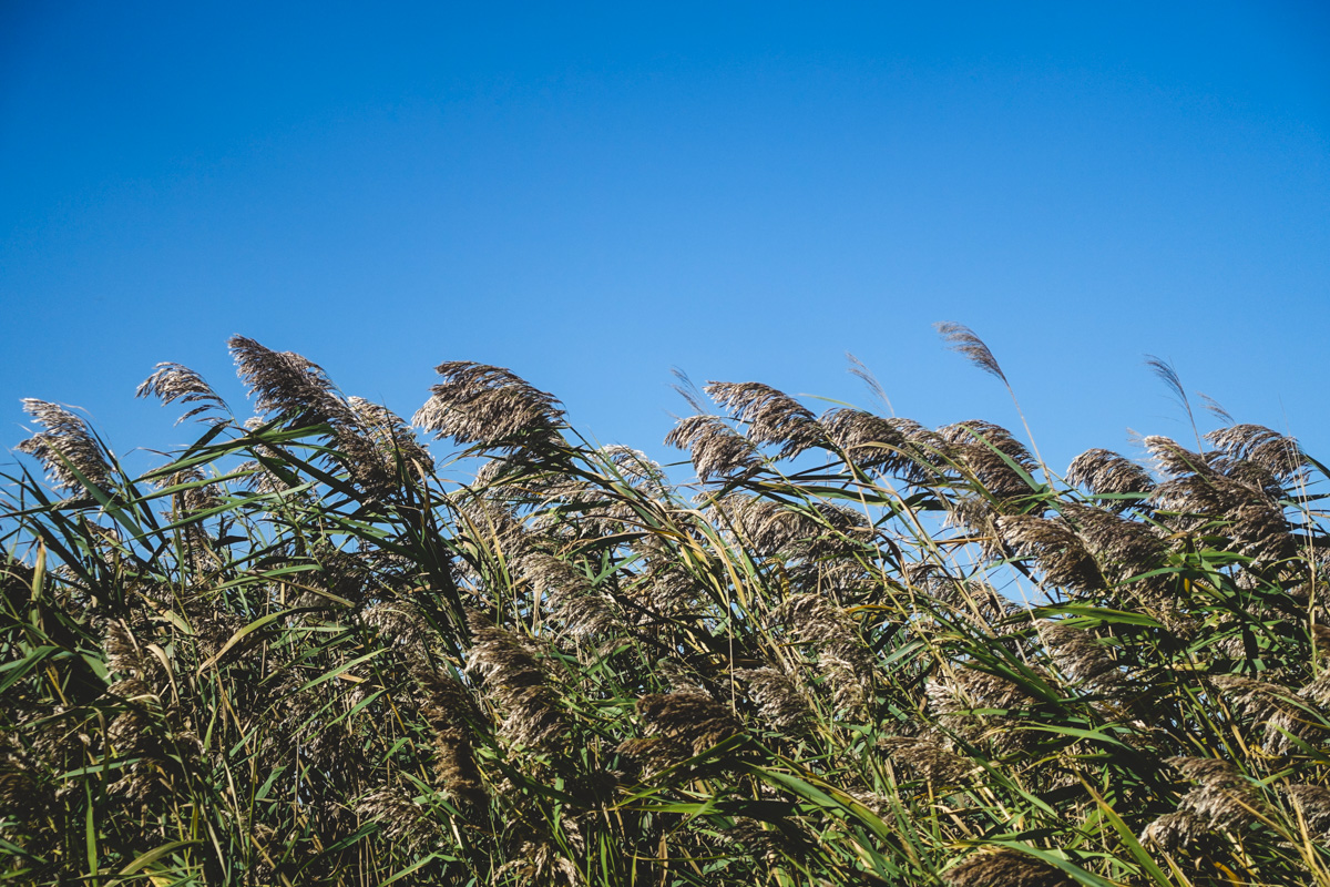 12:40pm: These grasses make me think of the Wizard of Oz
