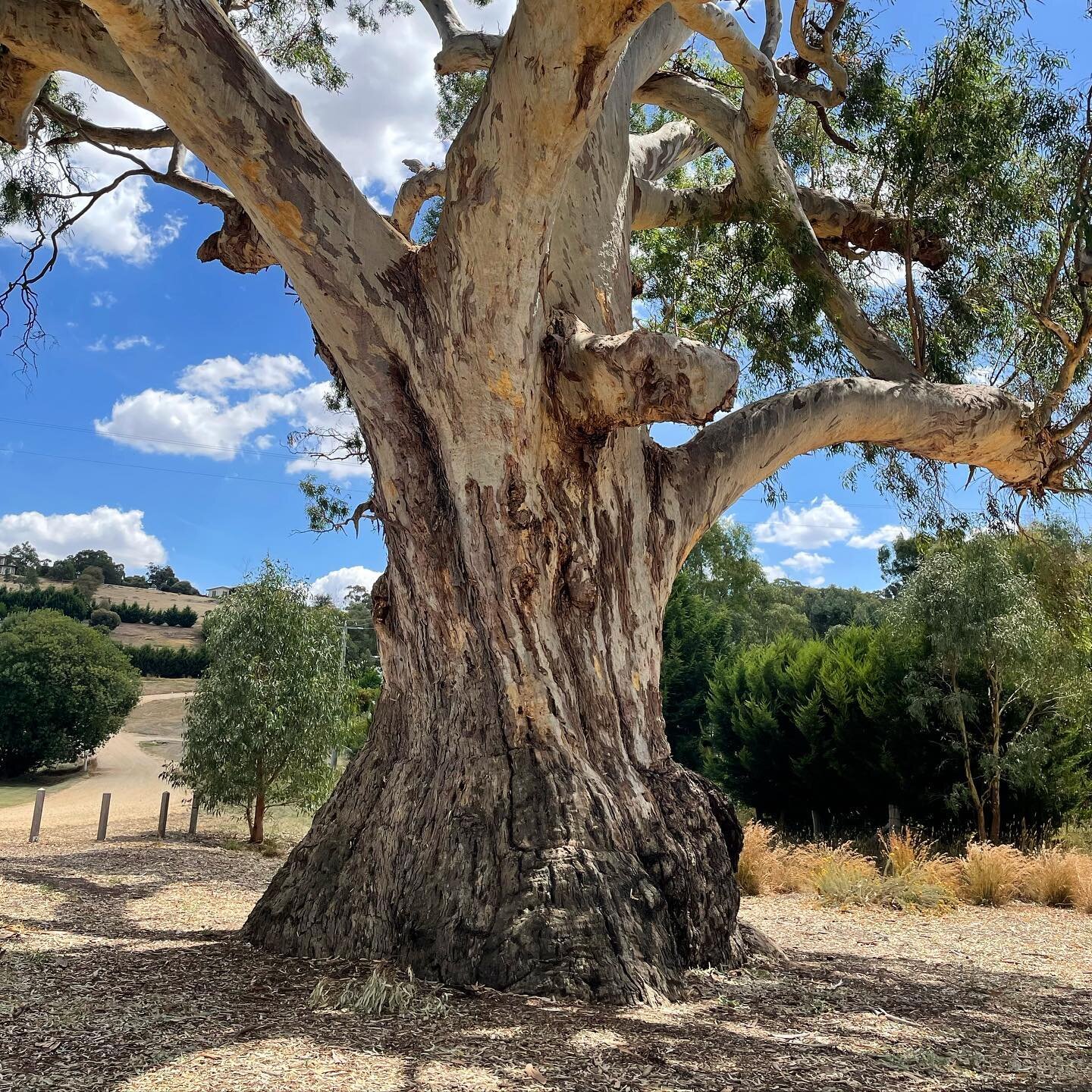 We were in Guildford for a site visit yesterday and took some time out to appreciate their magnificent &lsquo;Big Tree&rsquo;. #eucalyptuscamaldulensis #riverredgum #djadjawurrungcountry