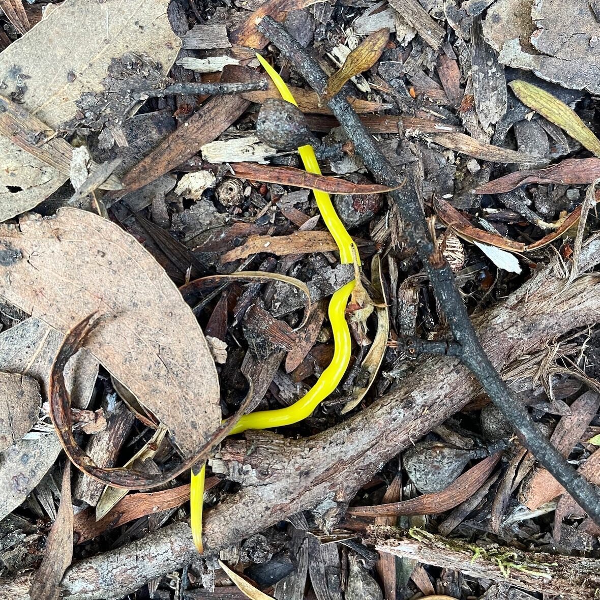 Hi-viz worm! (Canary Worm, Fletchamia sugdeni). This one spotted in Tassie, but also found in southern Victoria.