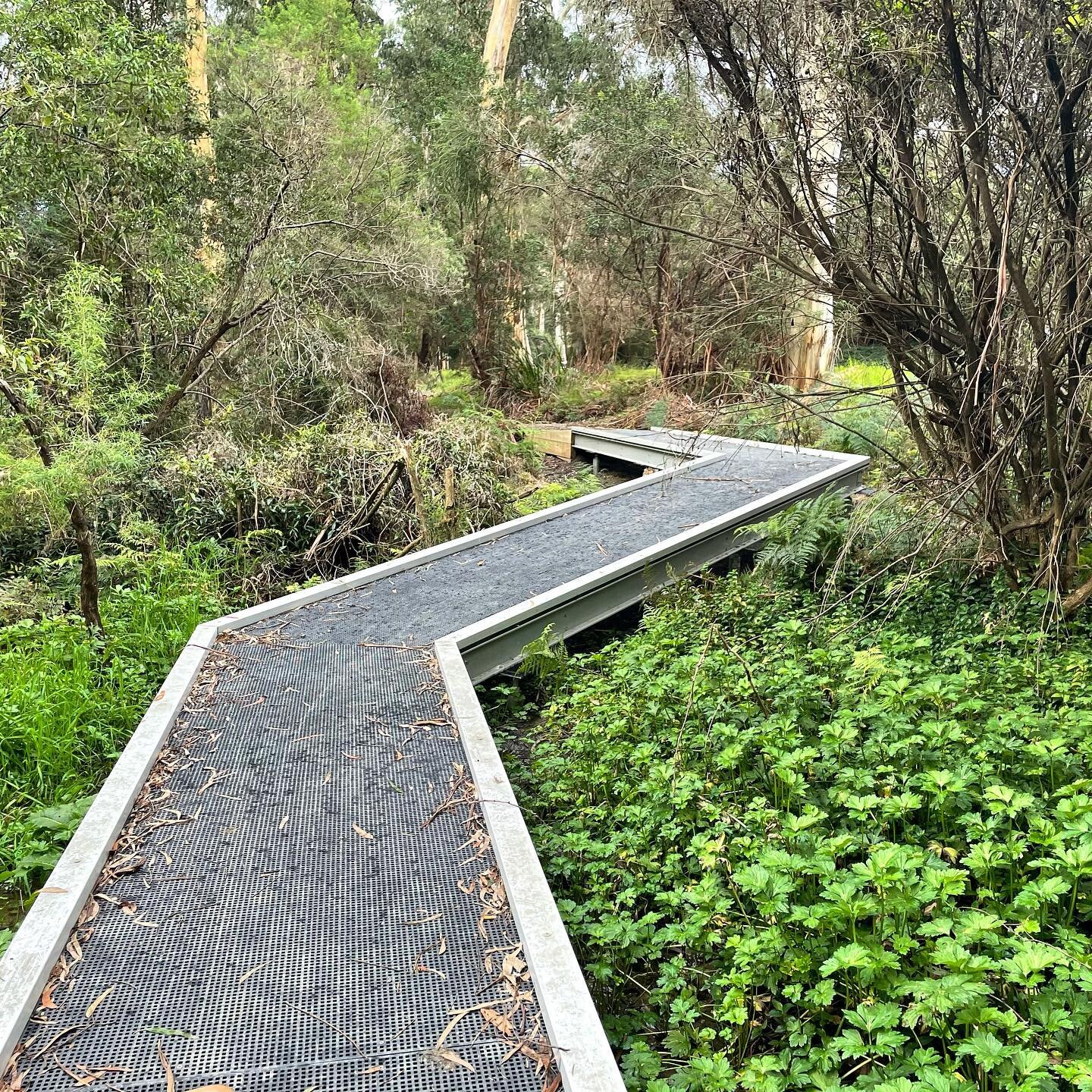 Great to see the new riverside path at Millgrove completed. FFLA worked with Council and the community to carefully align the path around patches of significant vegetation and elevated some sections over marshy areas and tree root zones.