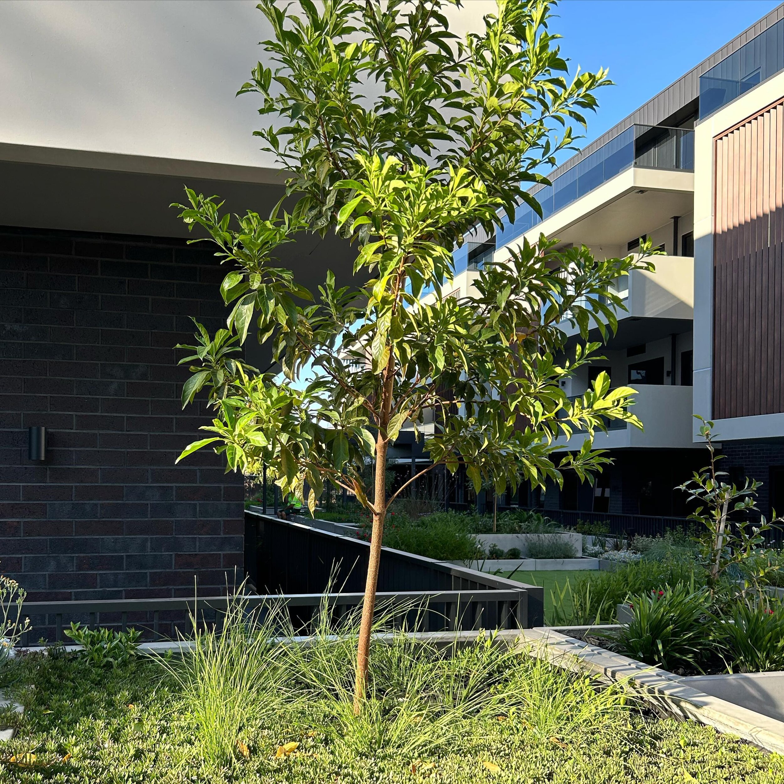 A nice morning for a site visit at one of our aged care projects #landscapearchitecture