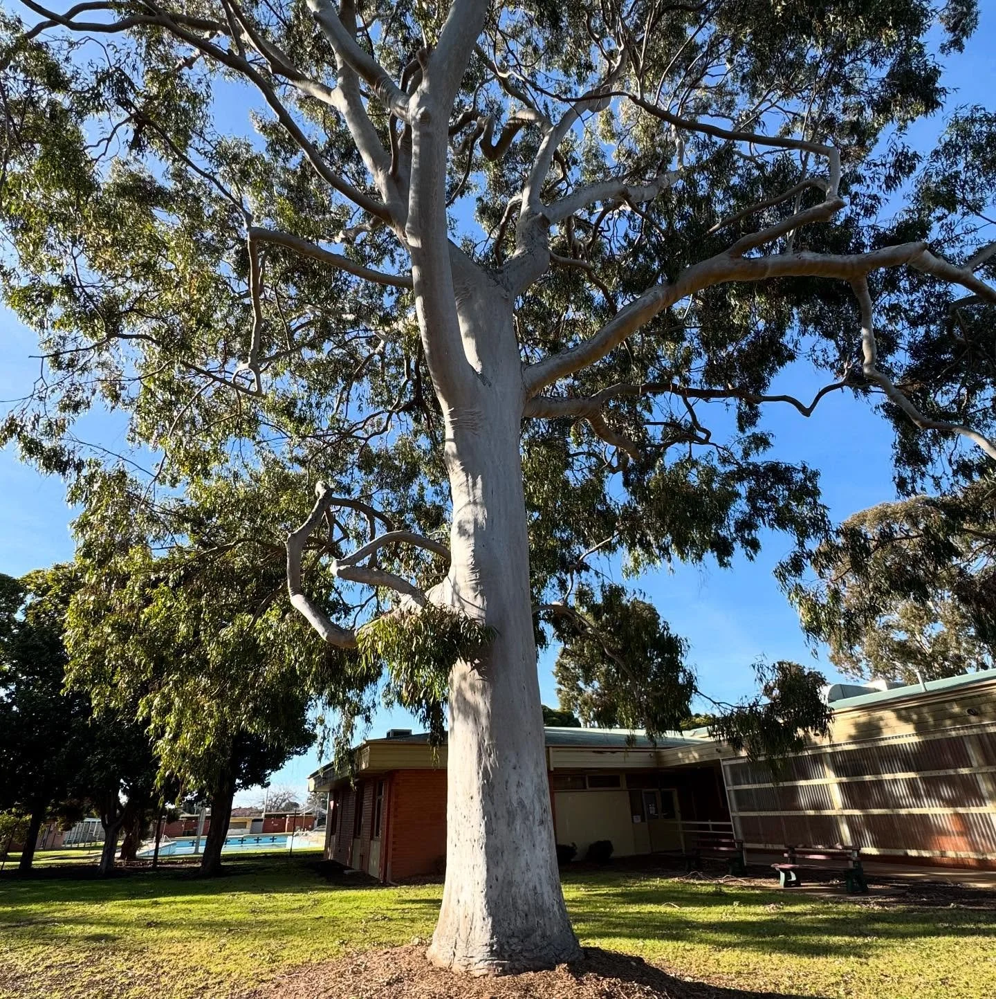 We spent a couple of hours under this impressive lemon-scented gum this morning talking to the residents of Kyabram about ideas for the future of Jaycee Park.