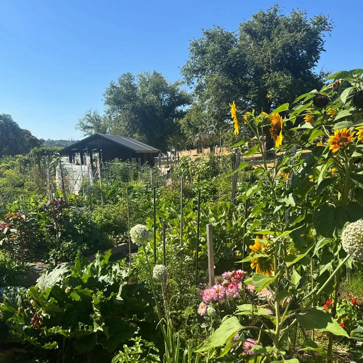 Things are looking lush and productive at the Willsmere Station Community Garden in Kew. FFLA worked with the City of Boroondara on the design and documentation of the garden which opened in 2019.
Bonus fact: Did you know that this site has now been 