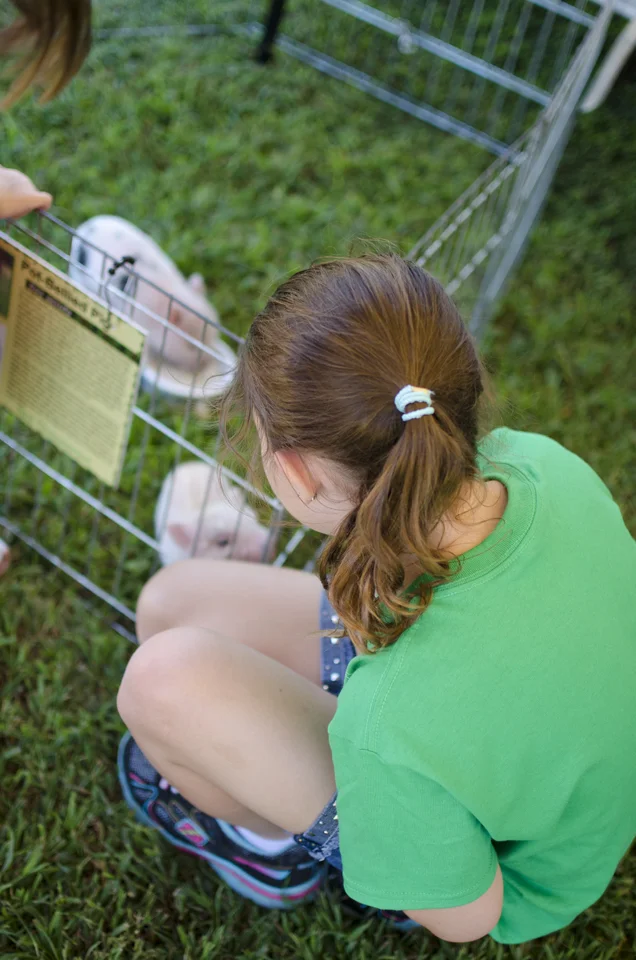 teeny tiny farms petting zoo