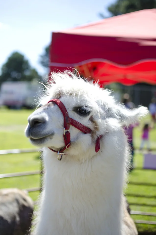 teeny tiny farms petting zoo