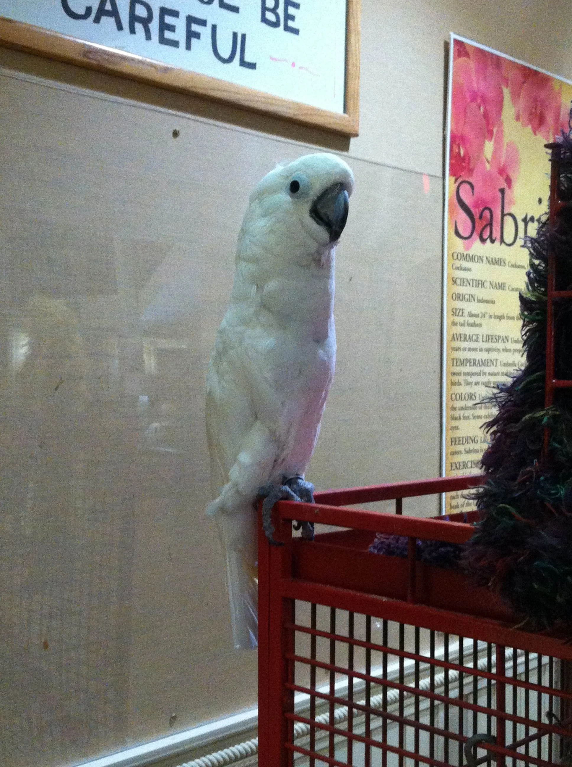 Sabrina, the cockatoo in the lobby of our hotel
