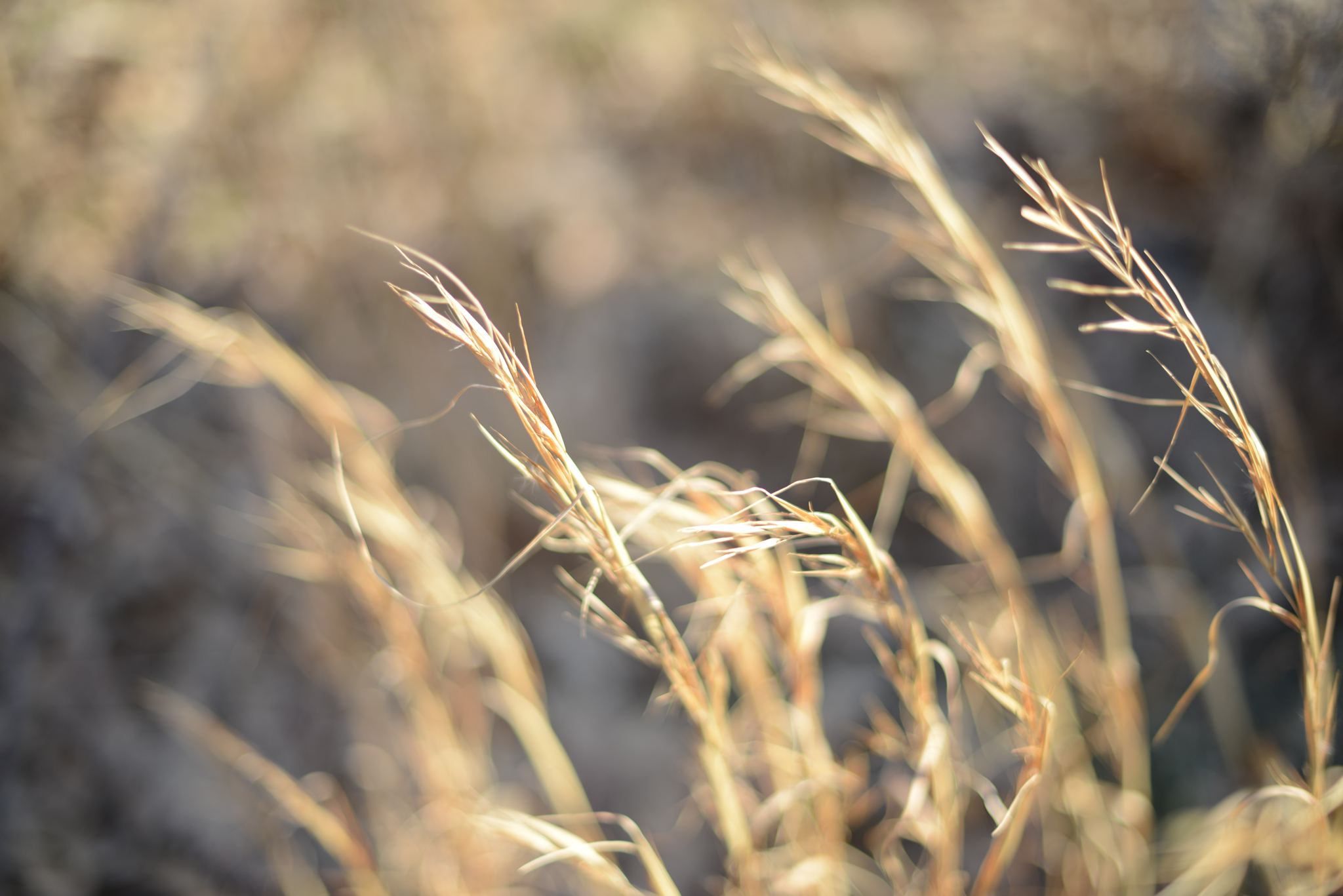 Smithfield, Virginia fields
