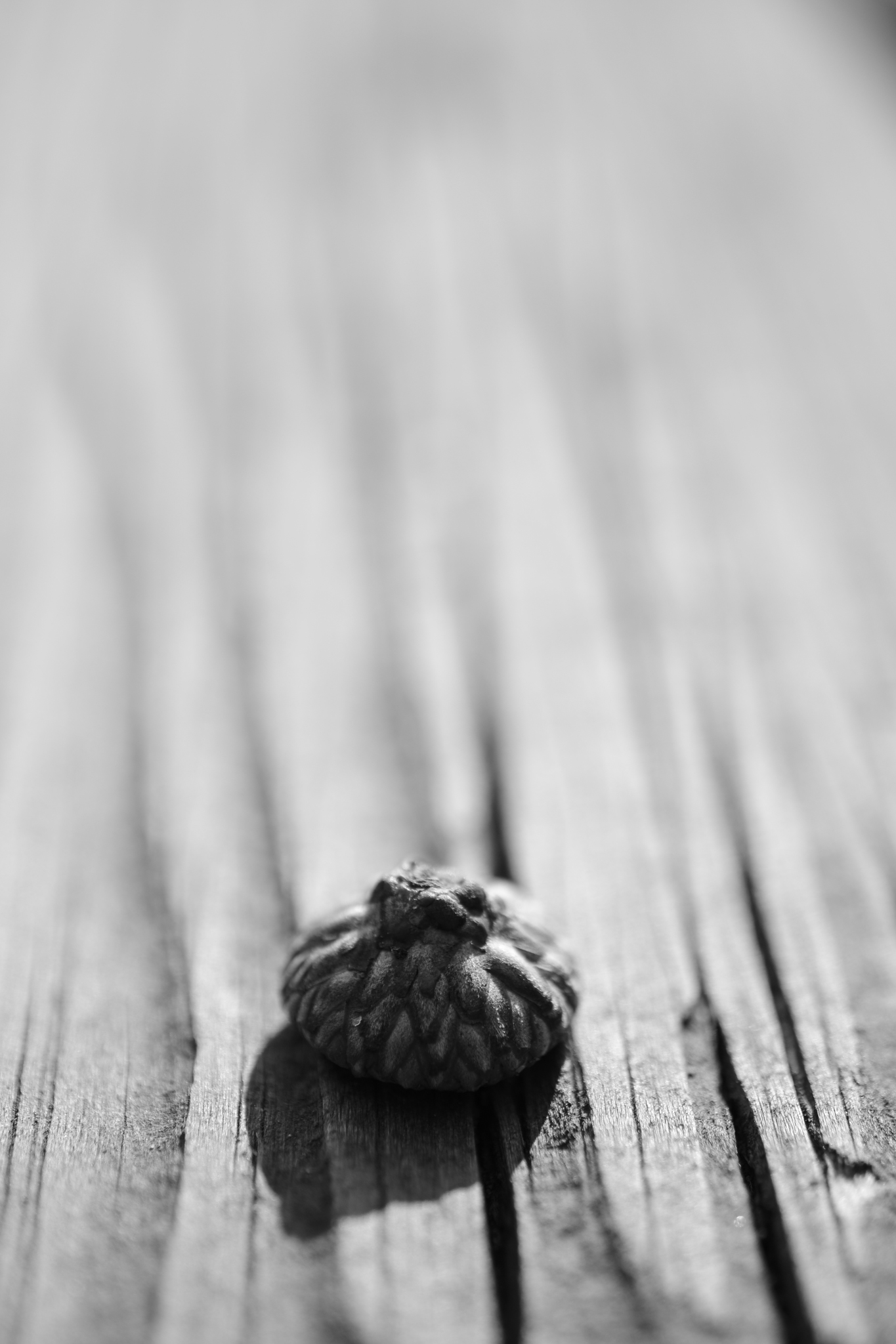 acorn on weood