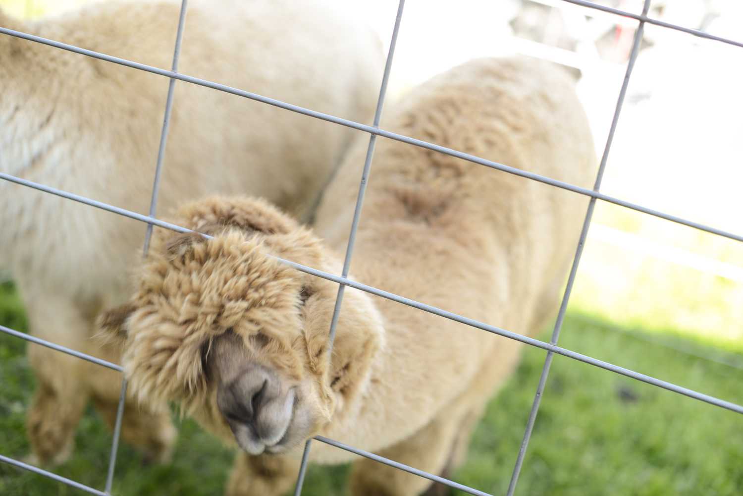 Alpaca at Vinton Dogwood Festival in April 2014 | Maria Grace Photography