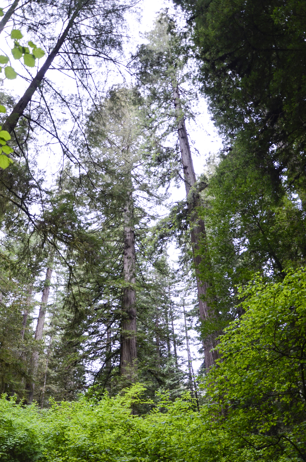 California Redwoods in Crescent City | Maria Grace Photography