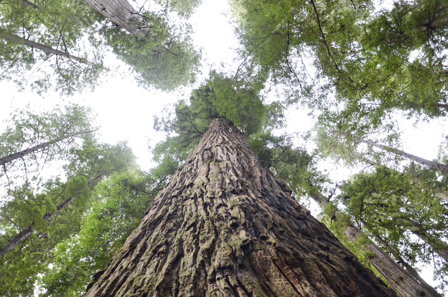 California Redwoods in Crescent City | Maria Grace Photography