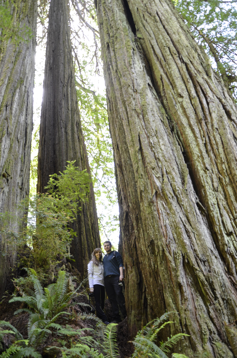 California Redwoods in Crescent City | Maria Grace Photography