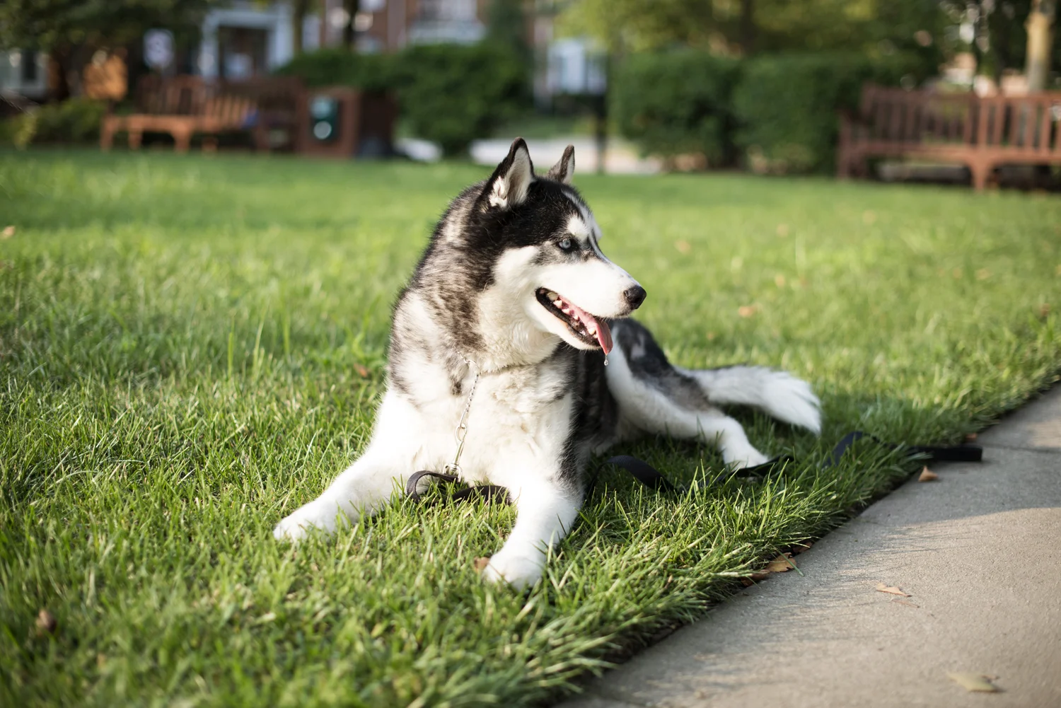  Husky dogs in Port Warwick, Newport News, Virginia