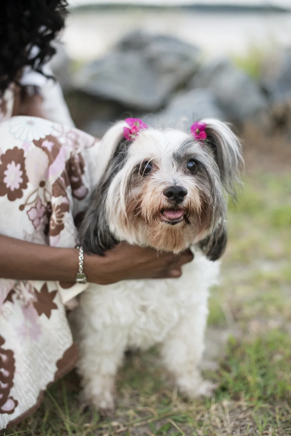 Puppy with pink hairbows at Sunrise engagement portraits at East Beach in Norfolk, Virginia