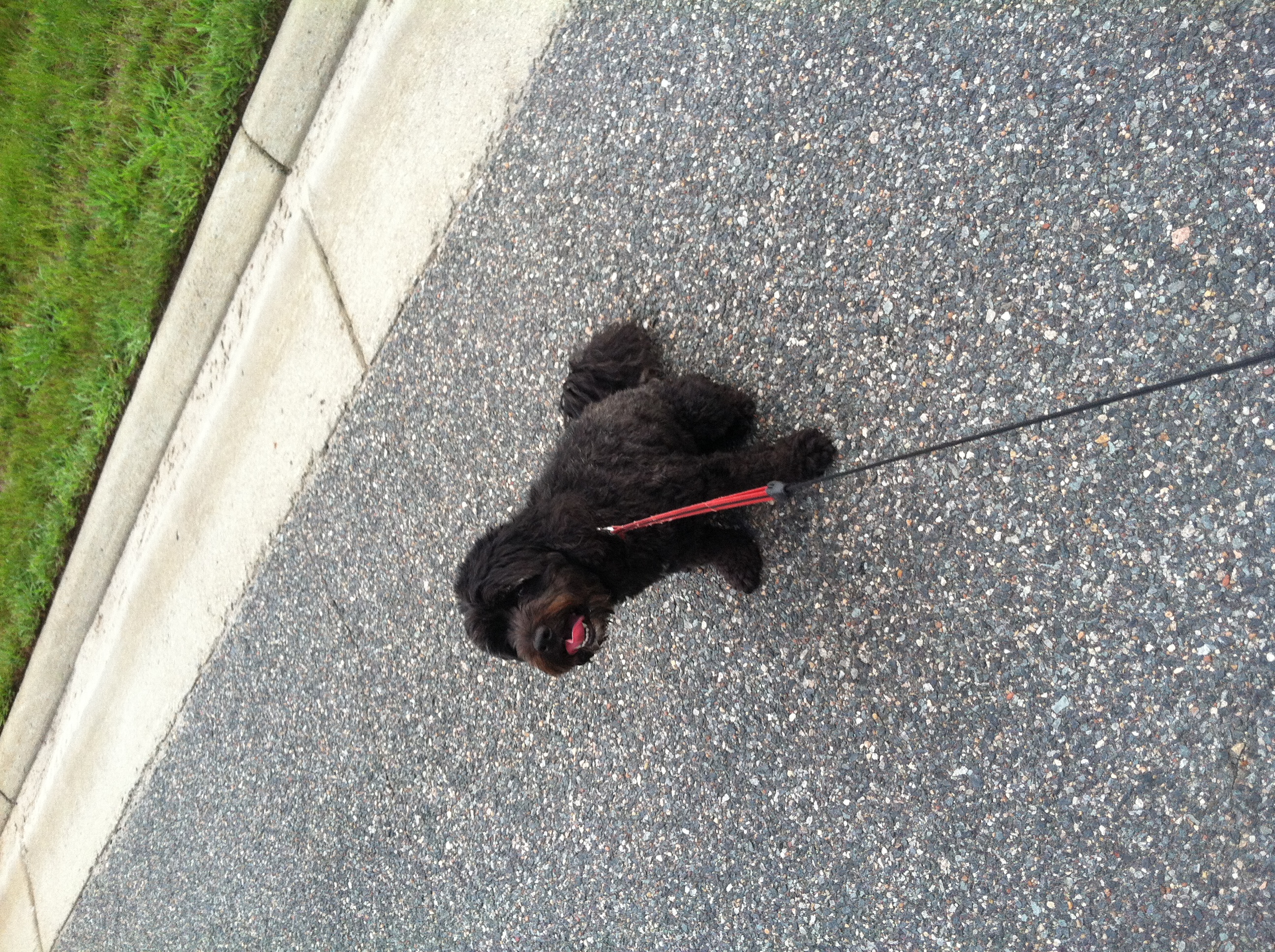 Lilo the black cockapoo