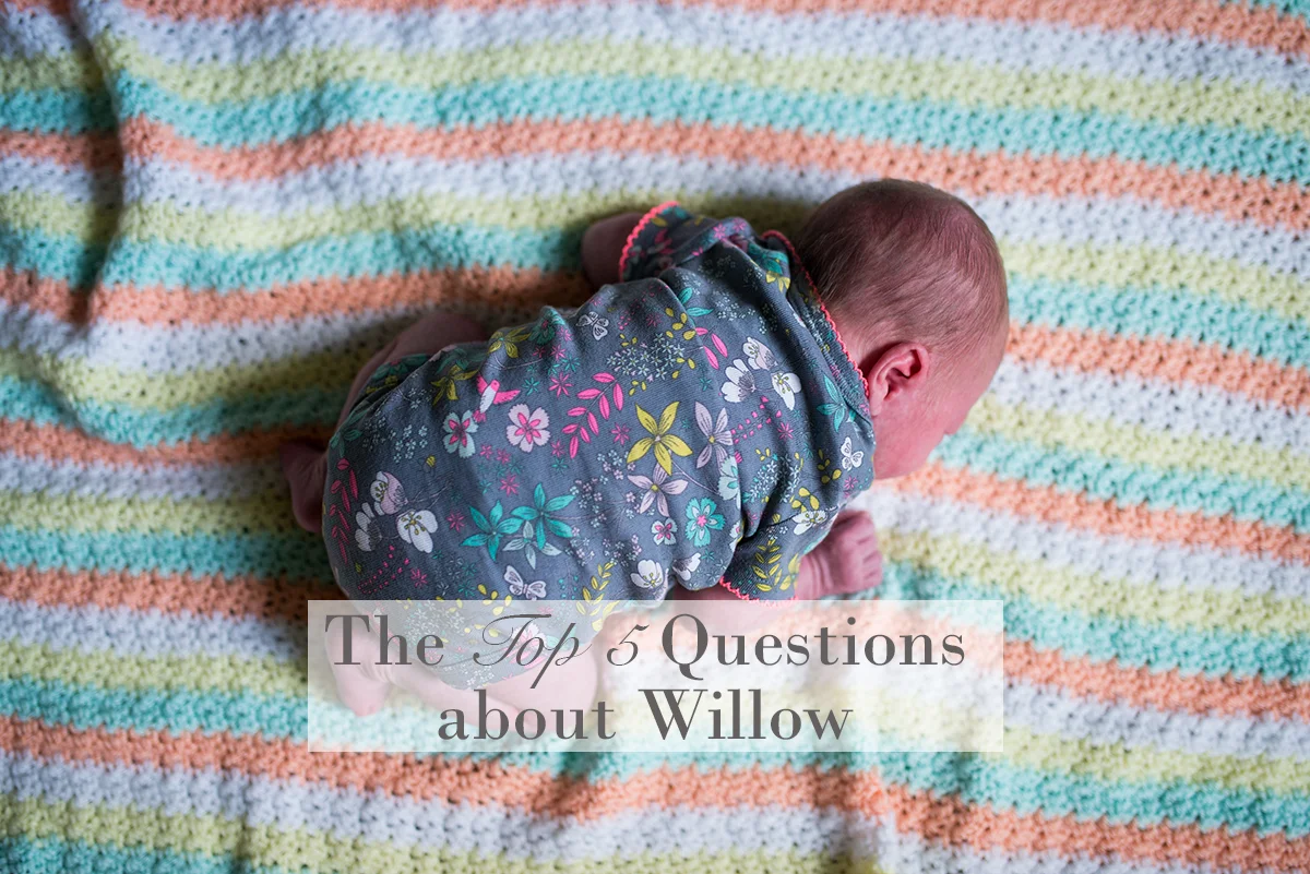 The Top 5 Questions about Willow