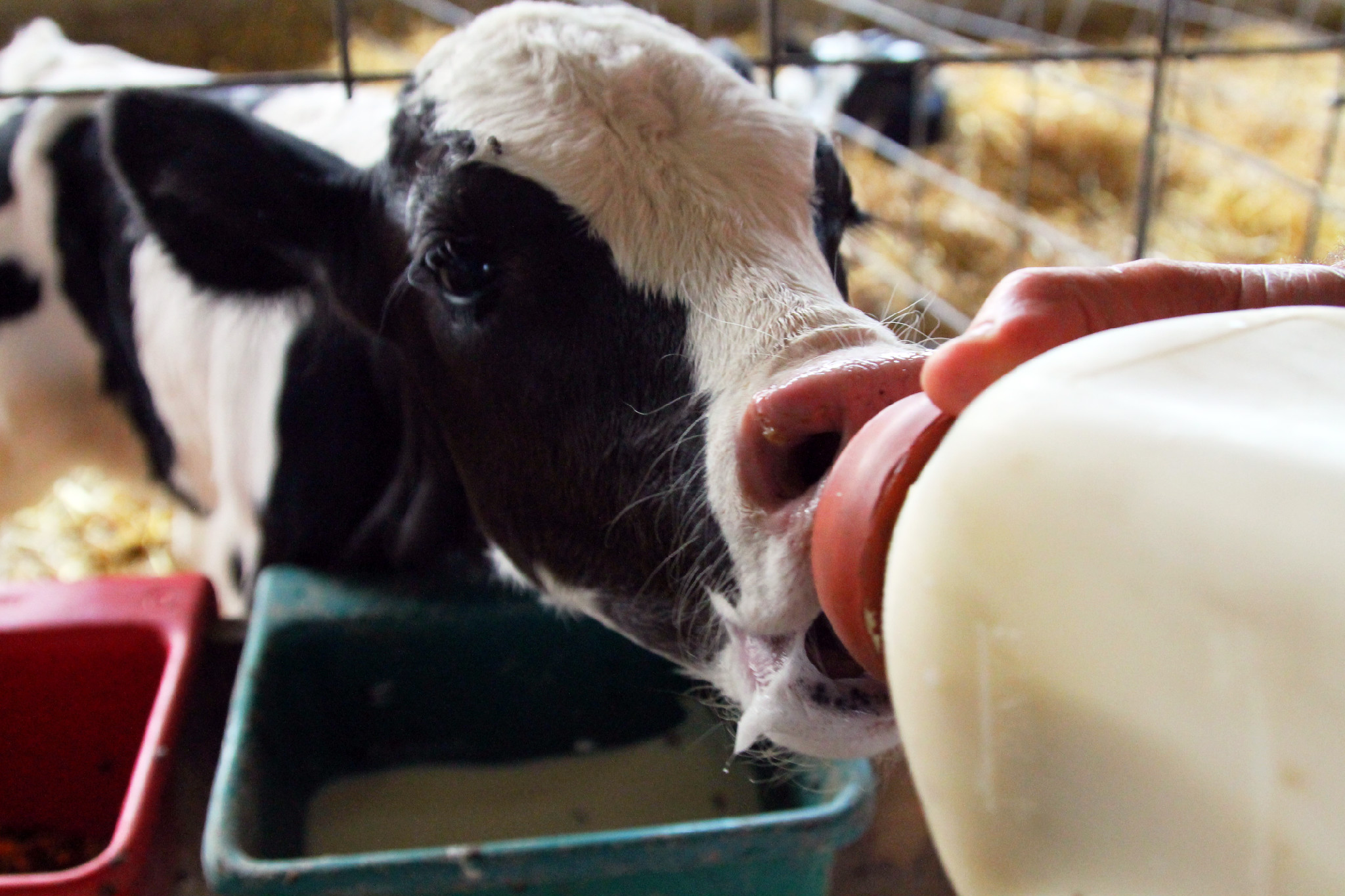 Rocky Point Creamery