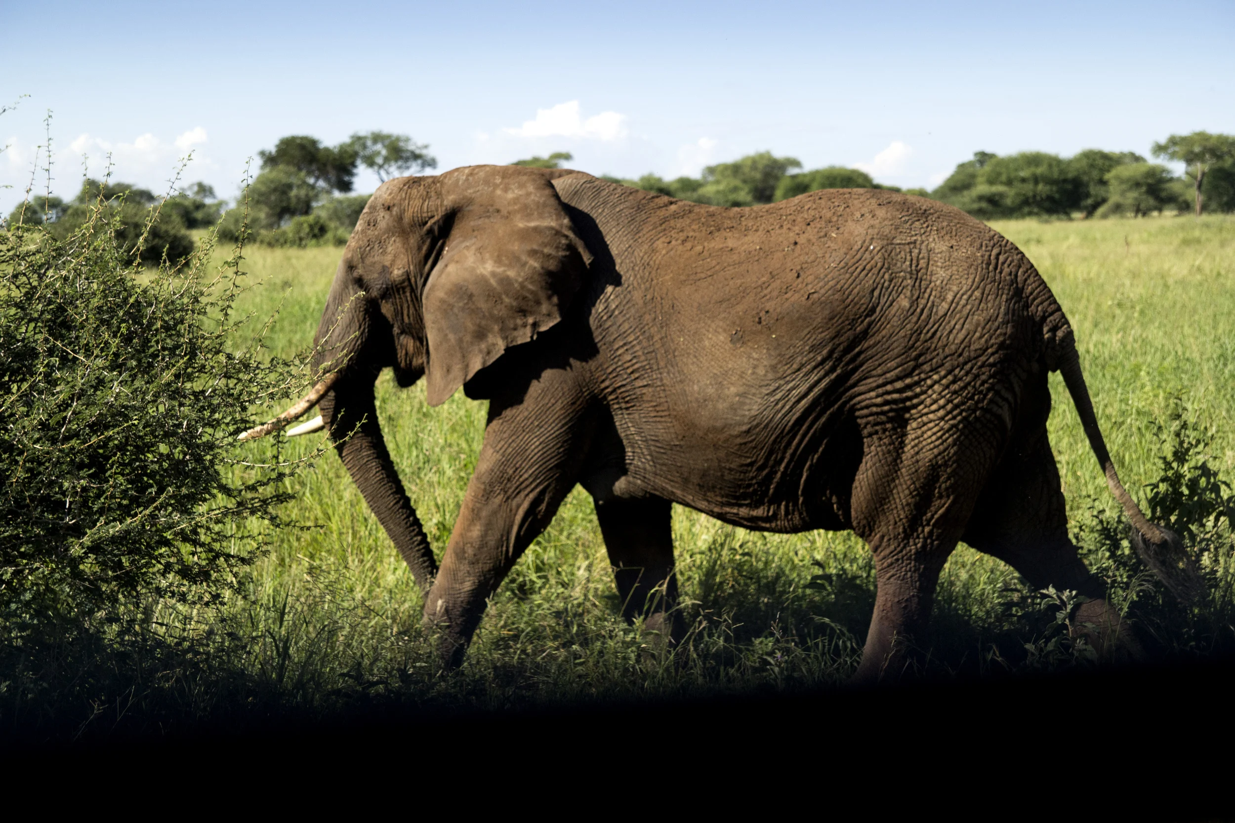 square-elephant.jpg