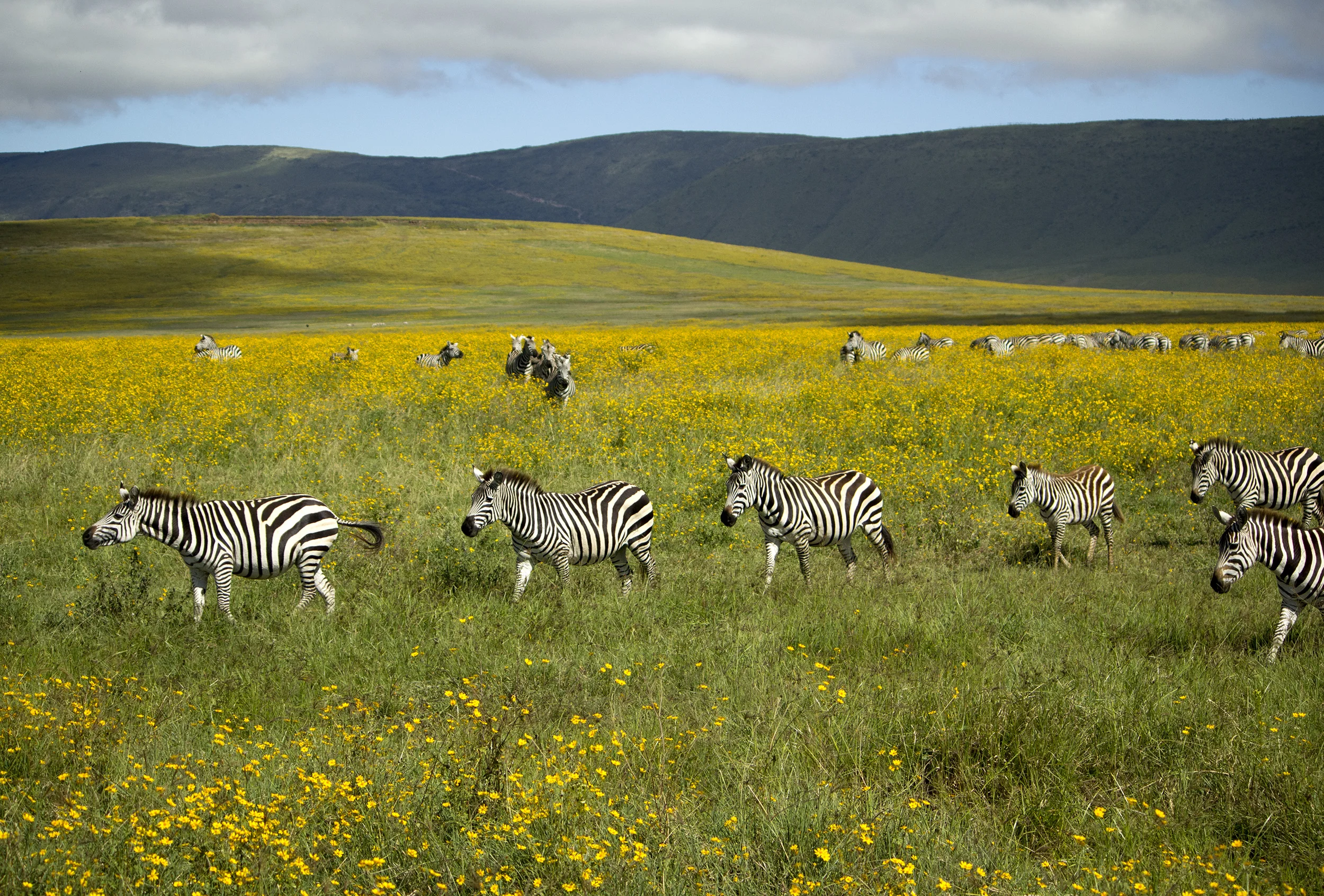 square-zebras.jpg