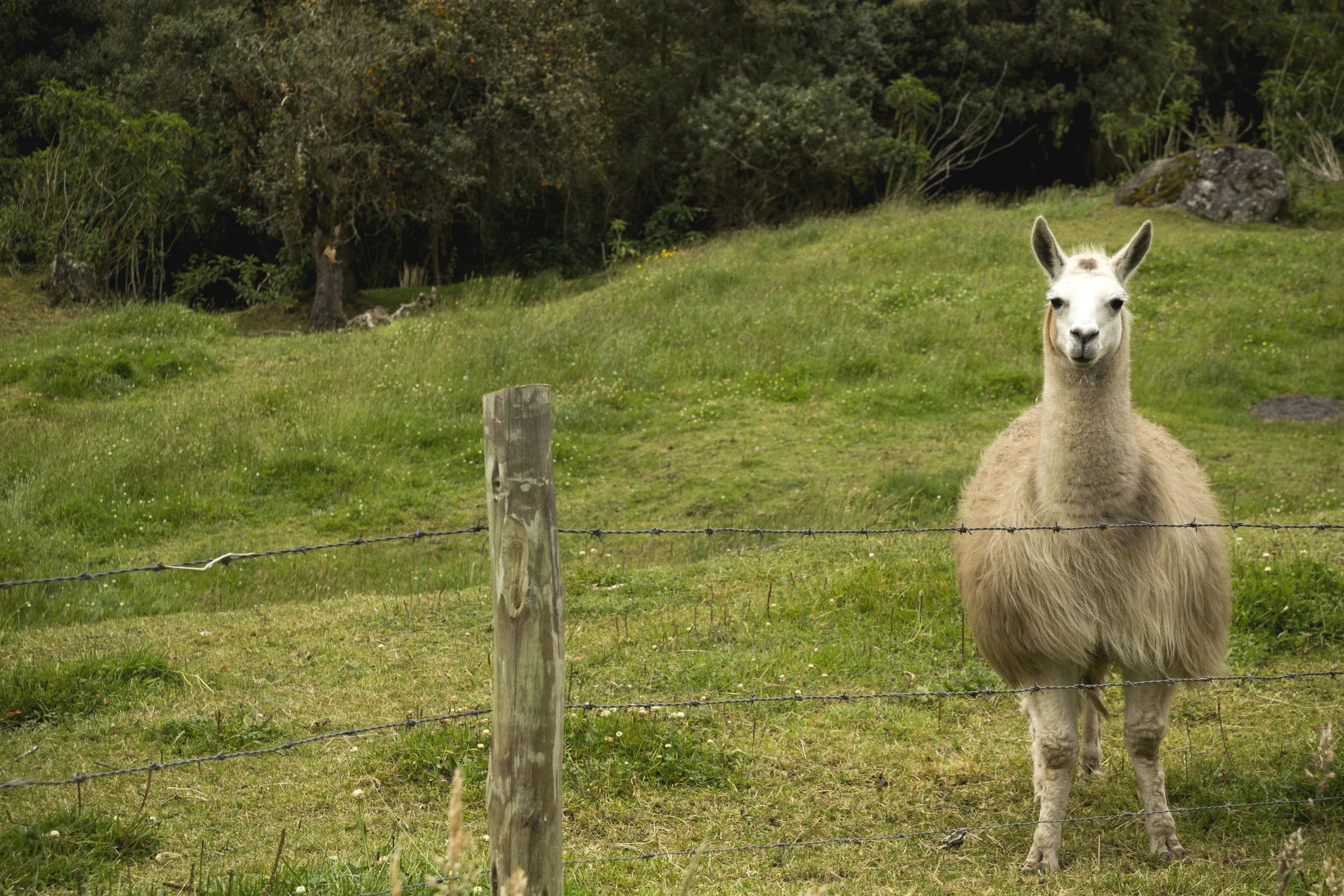 square-lama.jpg