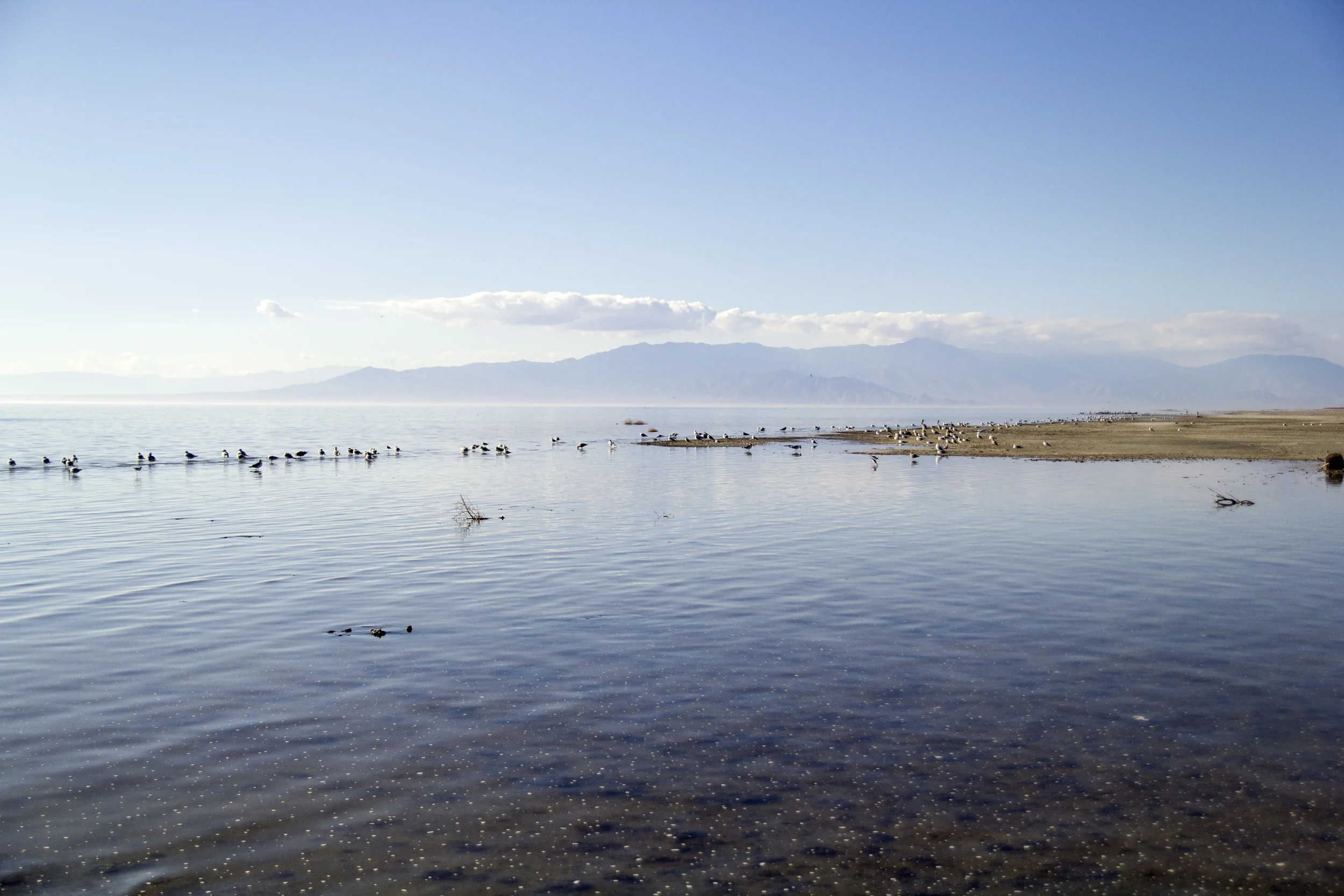 Salton Sea, California. There's just something about the creepiness of this place... 