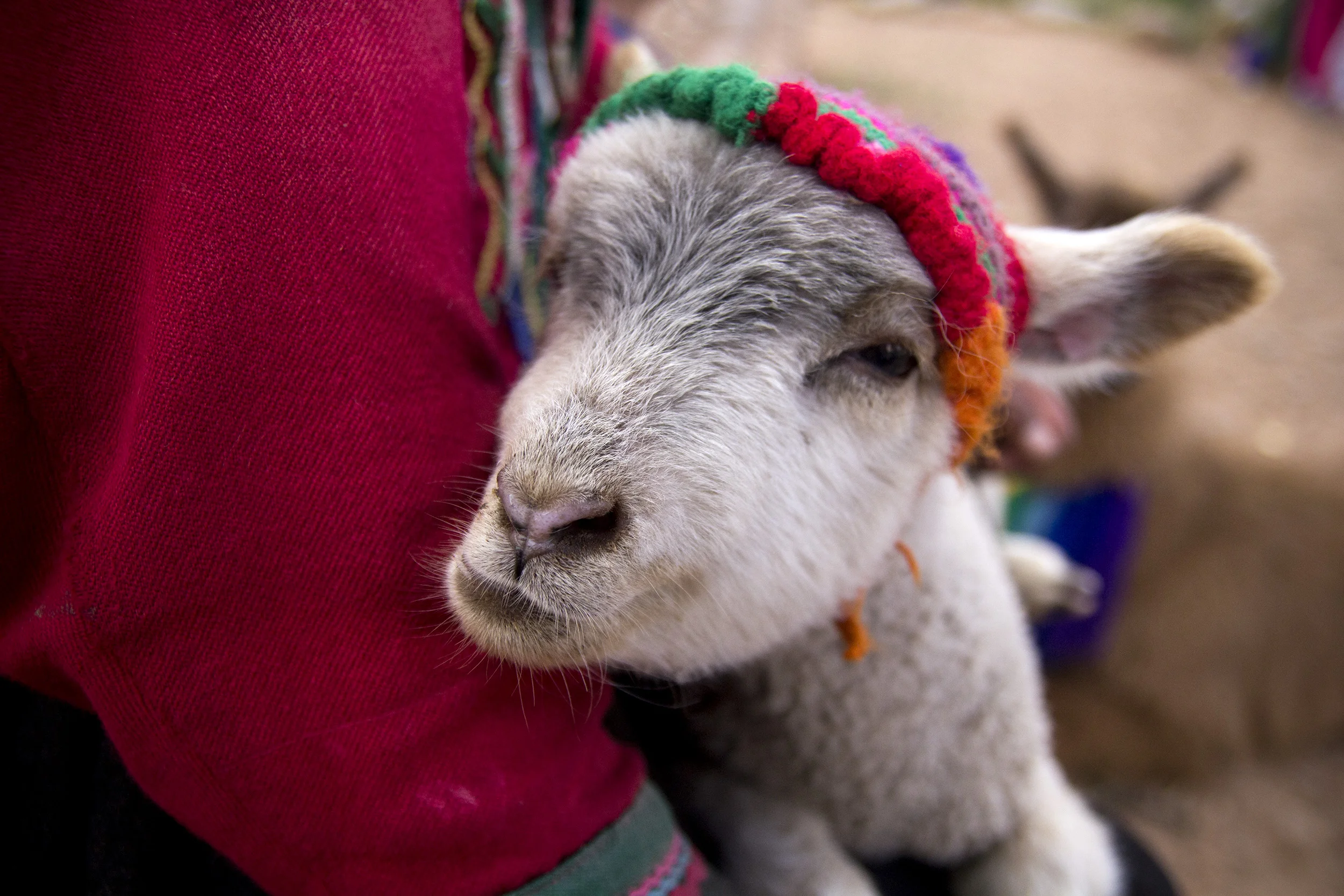 Baby lama in Cusco, Peru. I snapped a photo before I realized they were charging money for pictures.