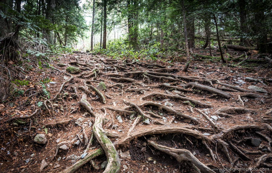 The root to the summit
