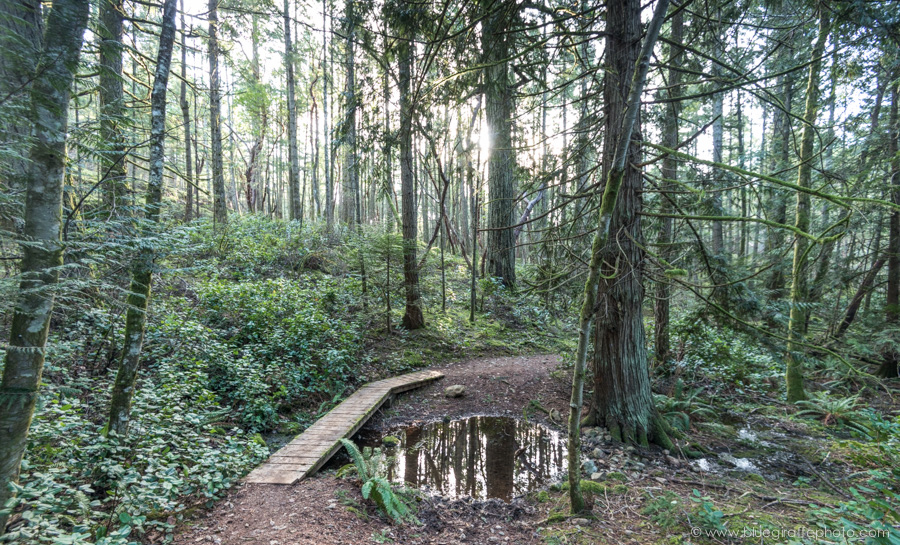 The descent through salal and cedar.