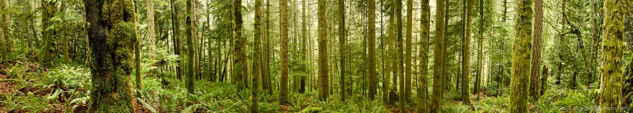 Copy of final image (at about 1.8% of the size)