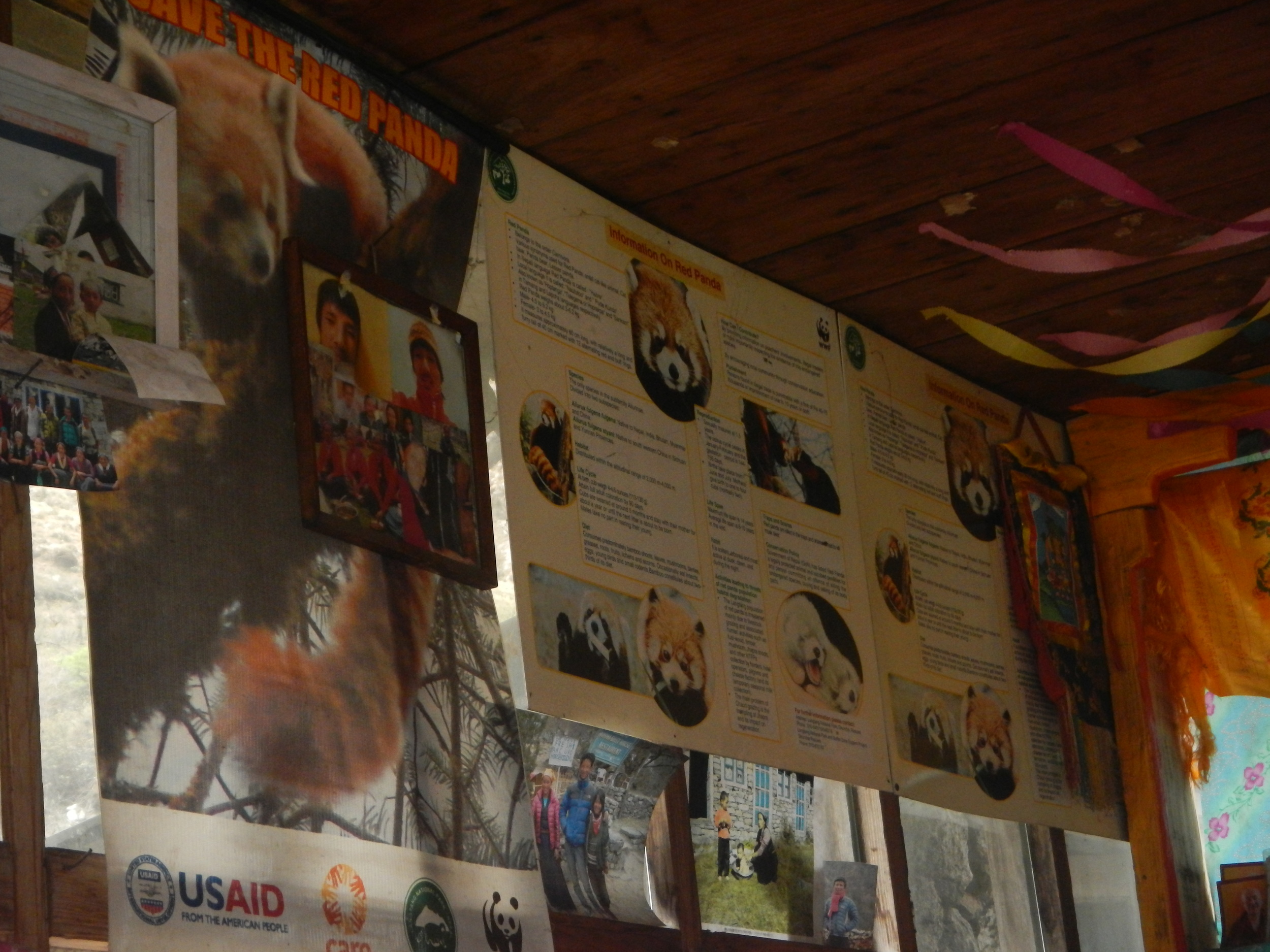 Red panda informational posters at the tea house. 
