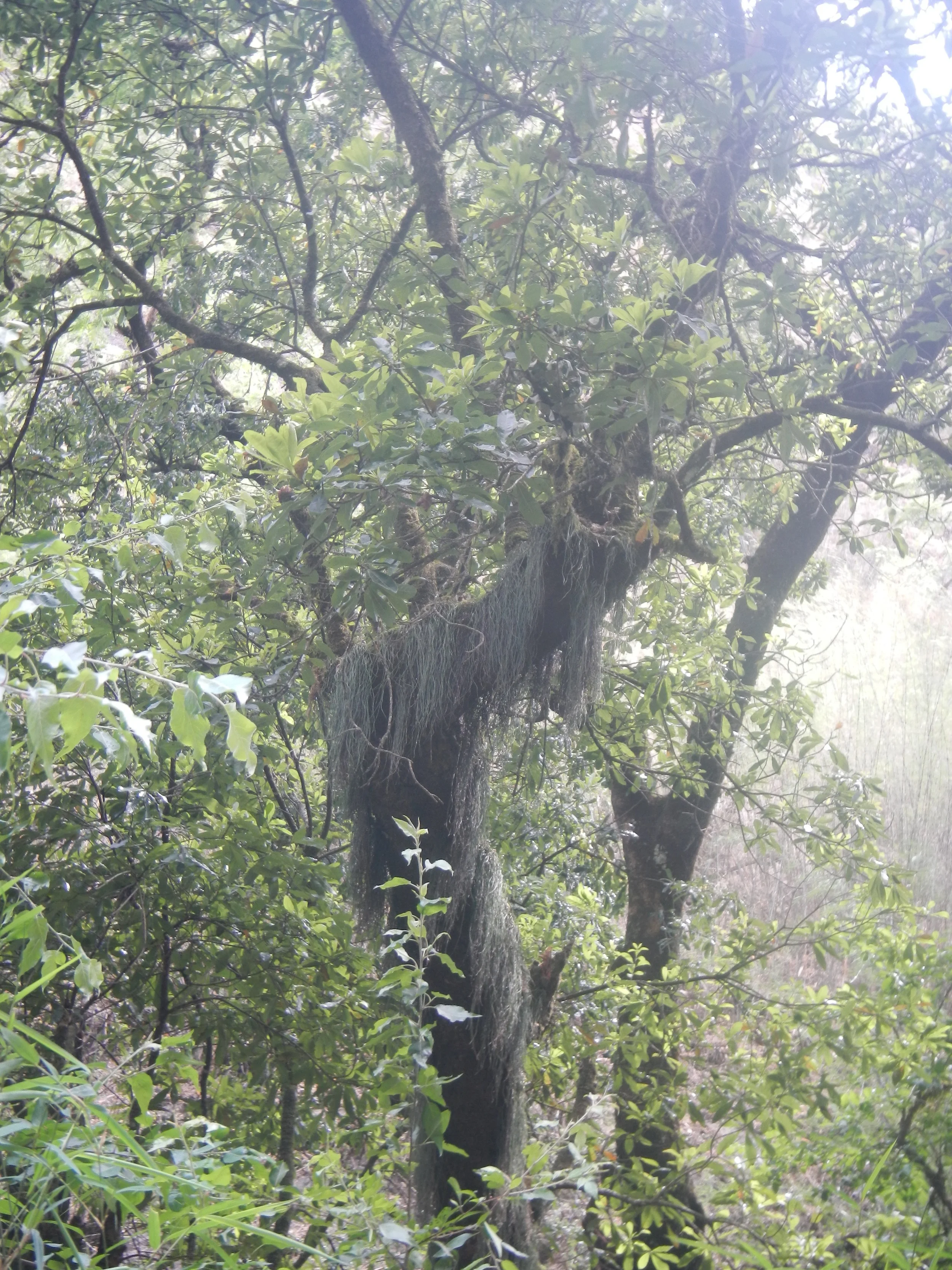 I thought the foliage on this tree was a red panda tail from a distance!