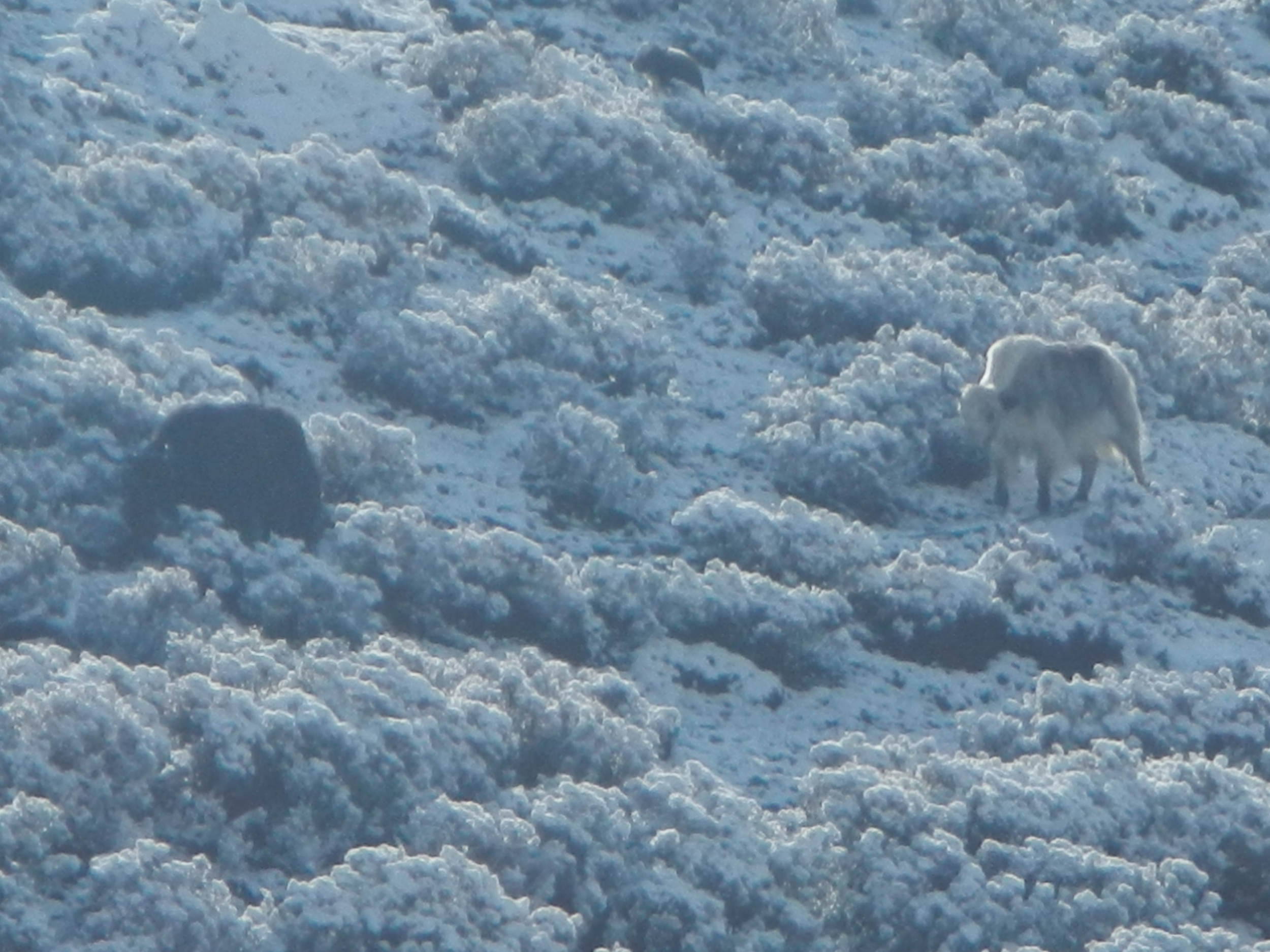 Can you see the dzo in this picture? There are two of them!