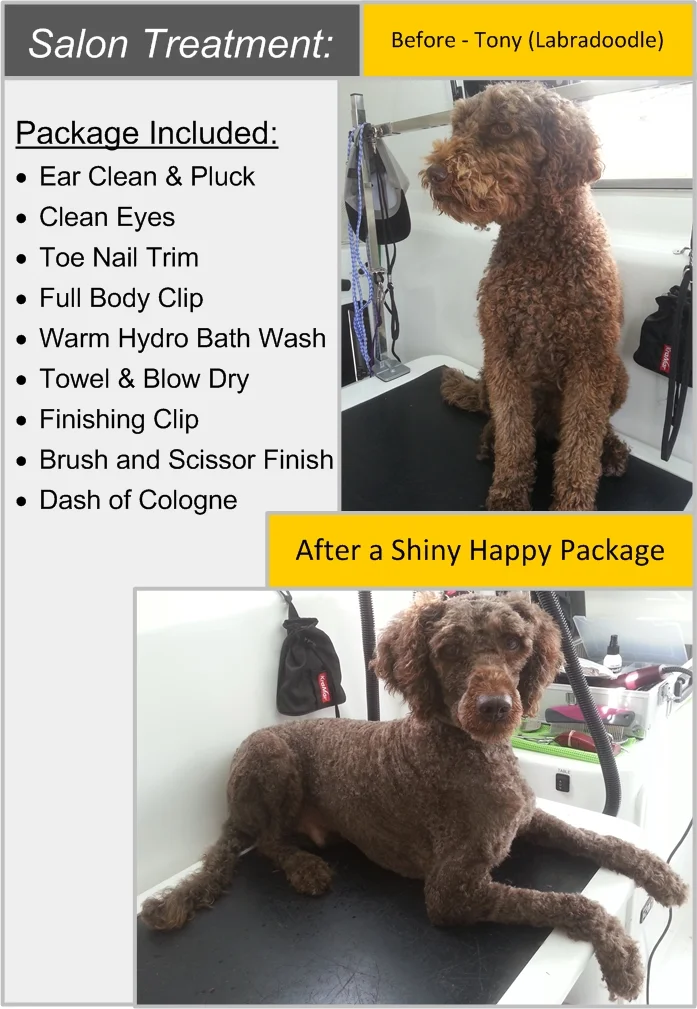 Tony - Labradoodle.jpg