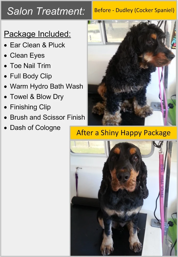 Dudley - cocker spaniel.jpg