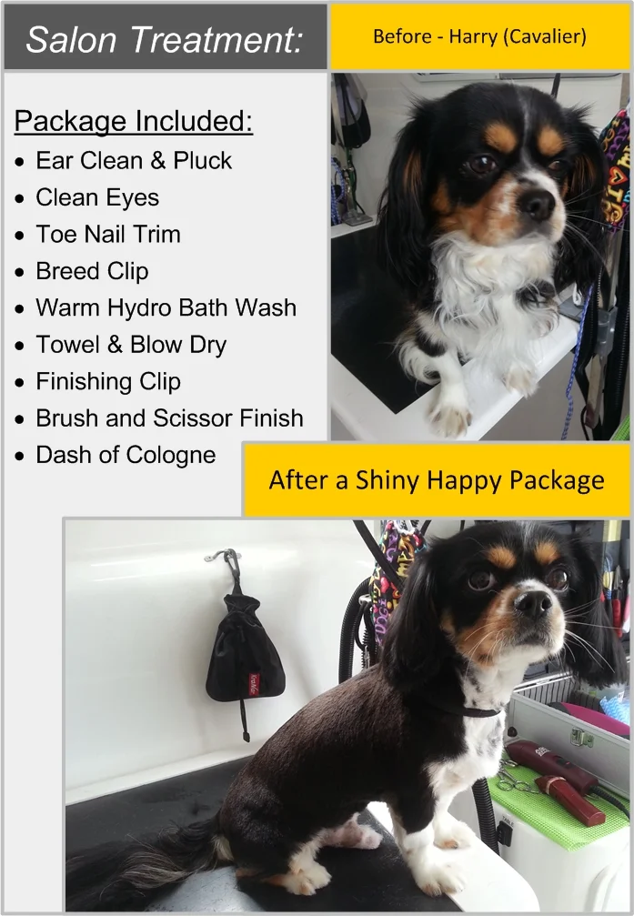 Harry - cavalier.jpg