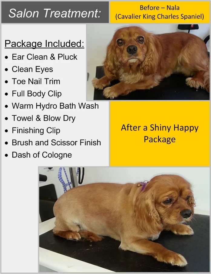 Nala Cavalier King Charles Spaniel.jpg