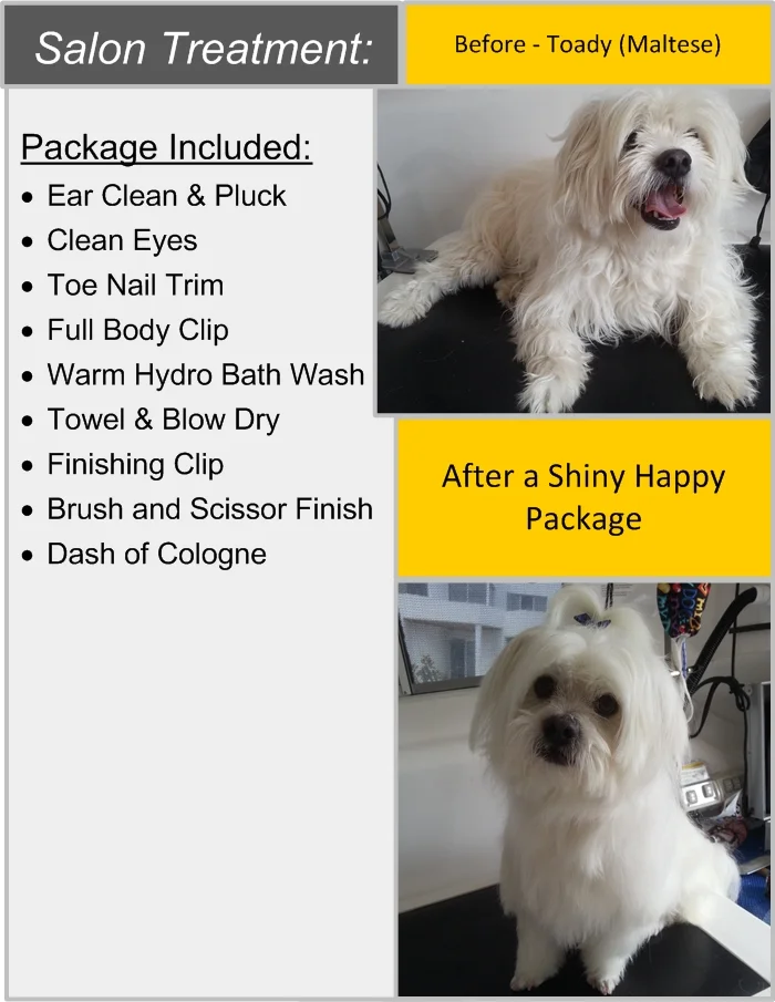 Toady - maltese.jpg