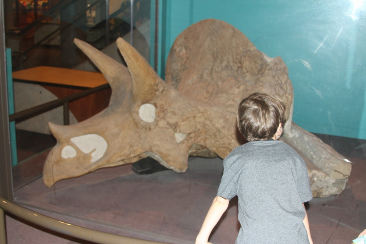 stlouis201152.jpg