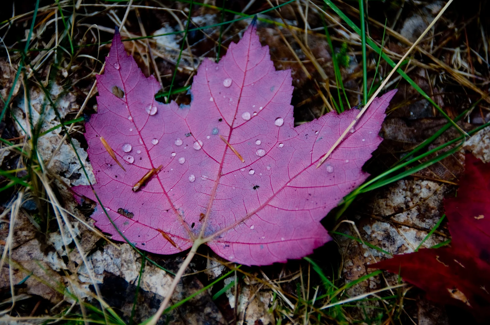 dsc_1108.jpg