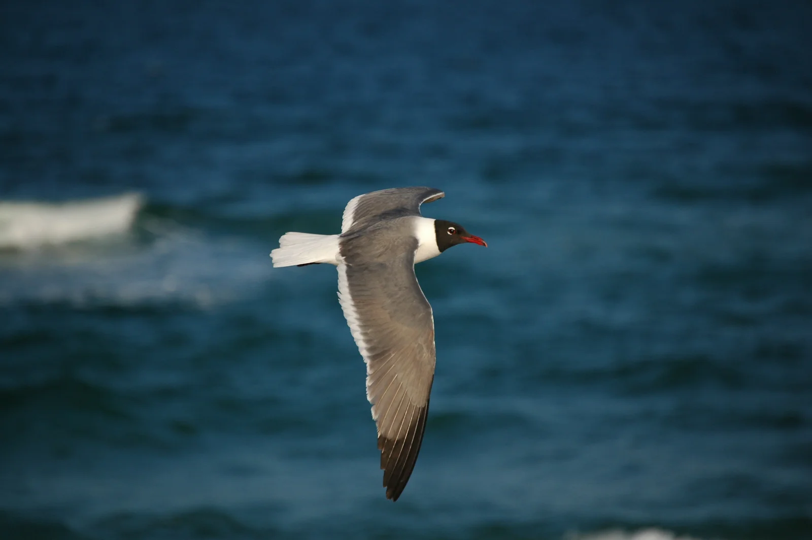 dsc_0113.jpg