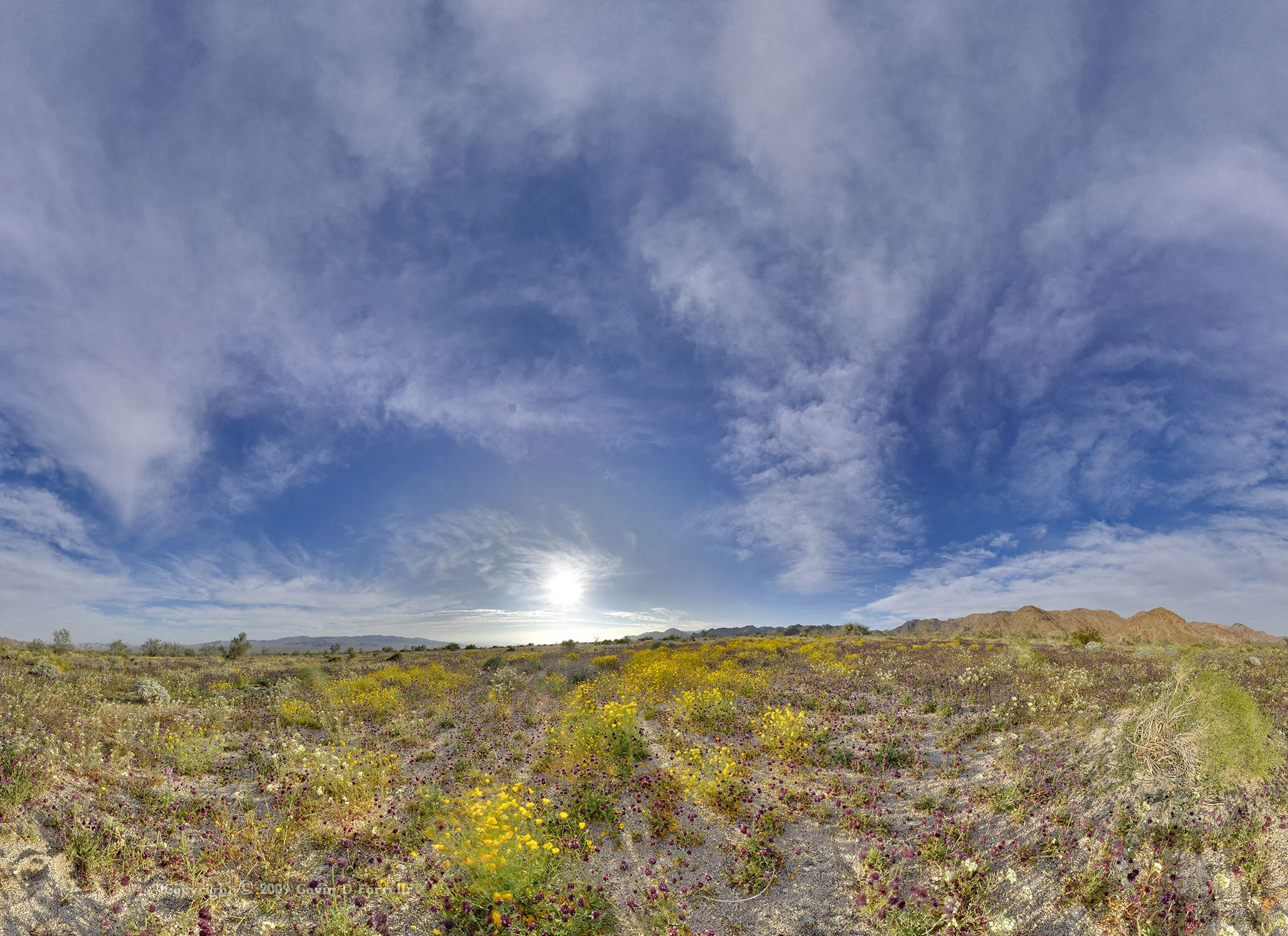 cottonwood-spring-desert-wildflowers-1-of-3-2008_4050118755_o.jpg