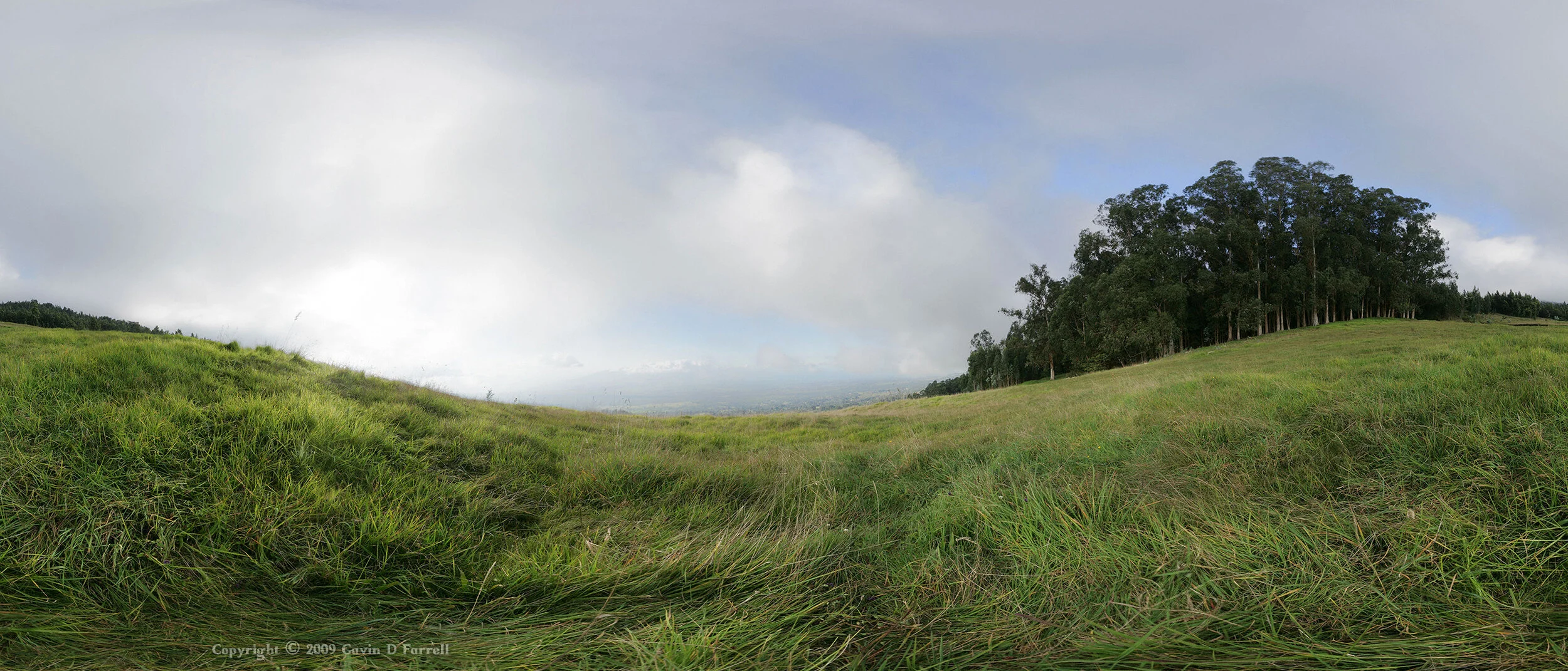 haleakala-backside-mystic-forest-2006_4051228202_o.jpg